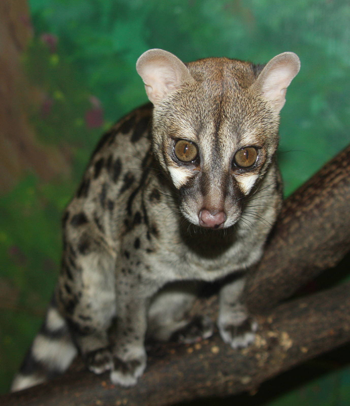 2013: Miller Park Zoo