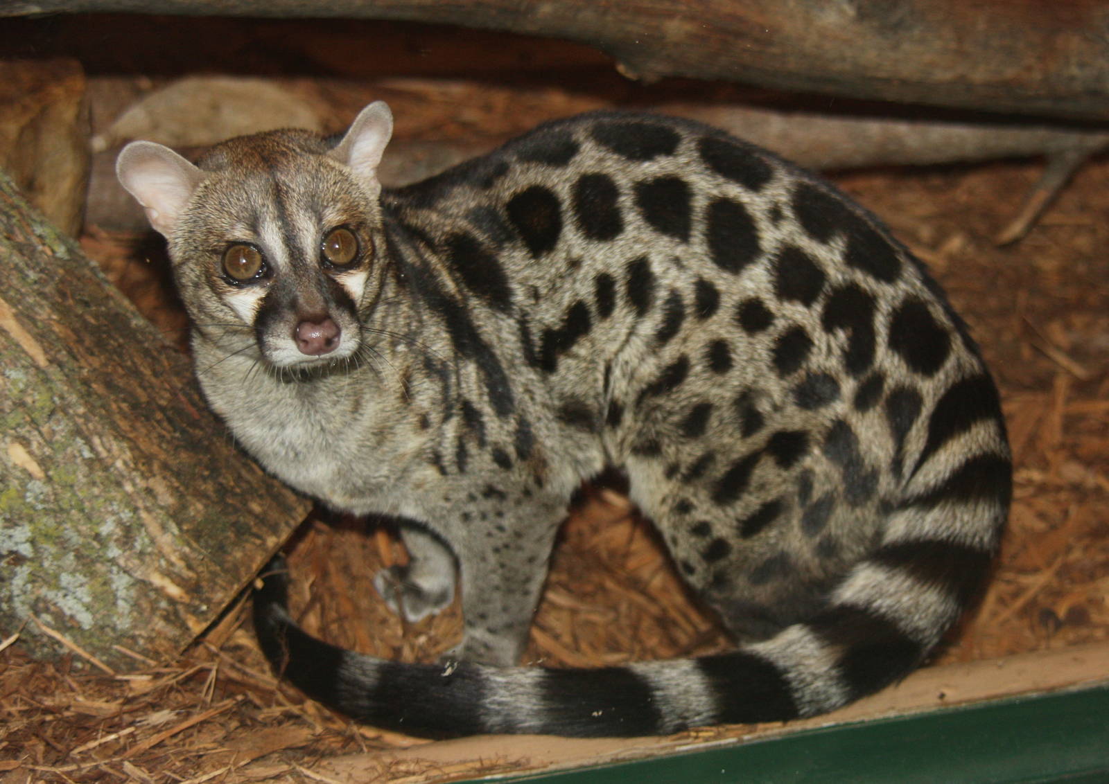 2013: Miller Park Zoo