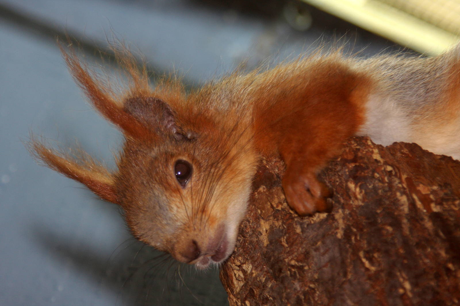 2013: Miller Park Zoo