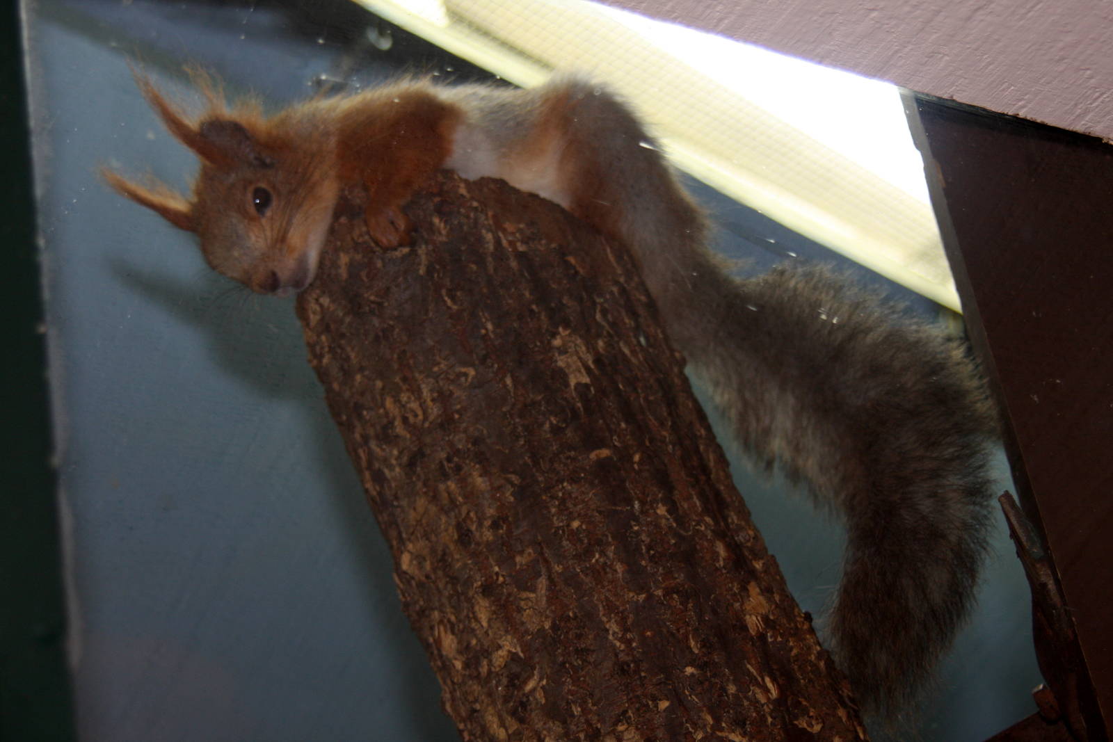 2013: Miller Park Zoo