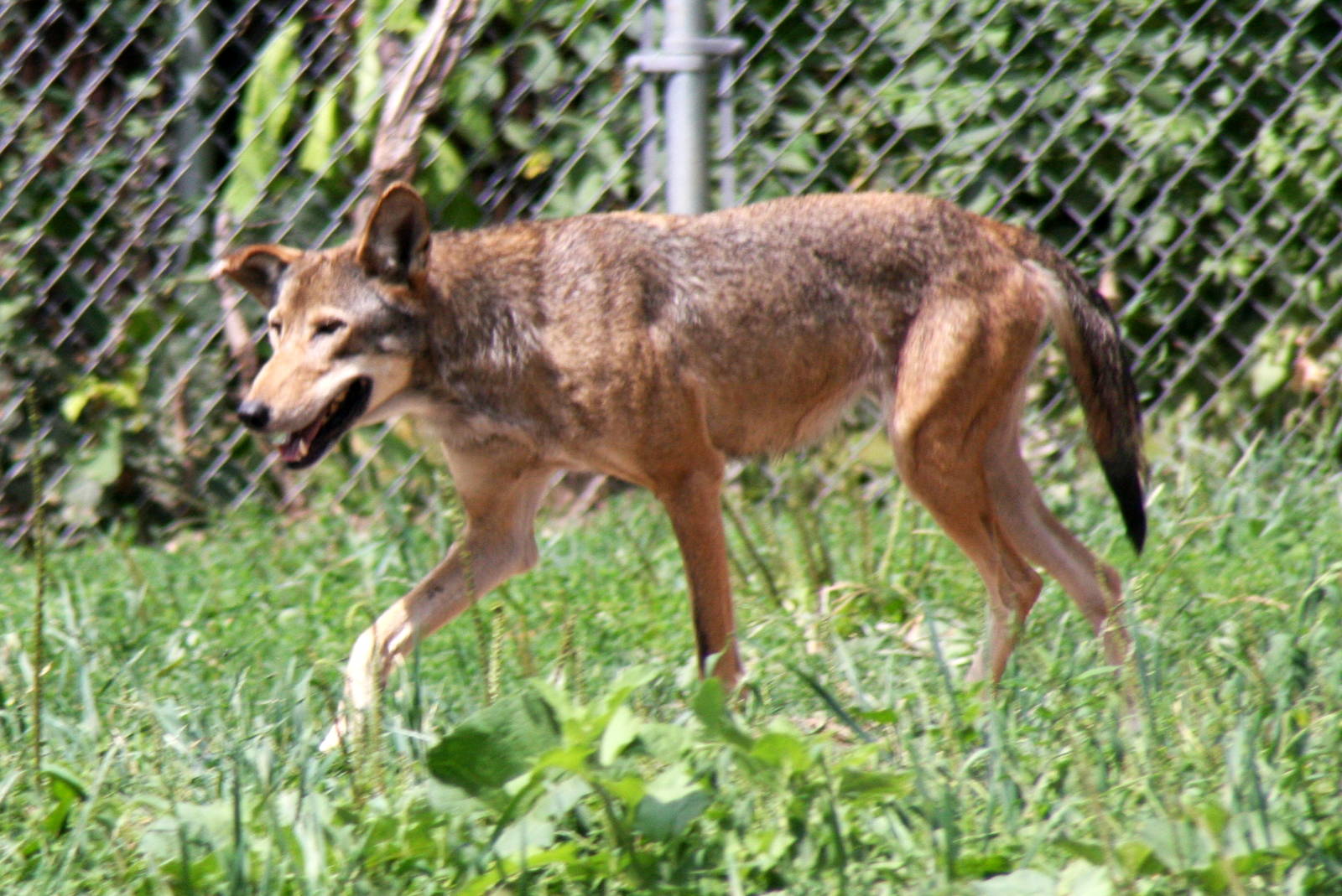 2013: Miller Park Zoo