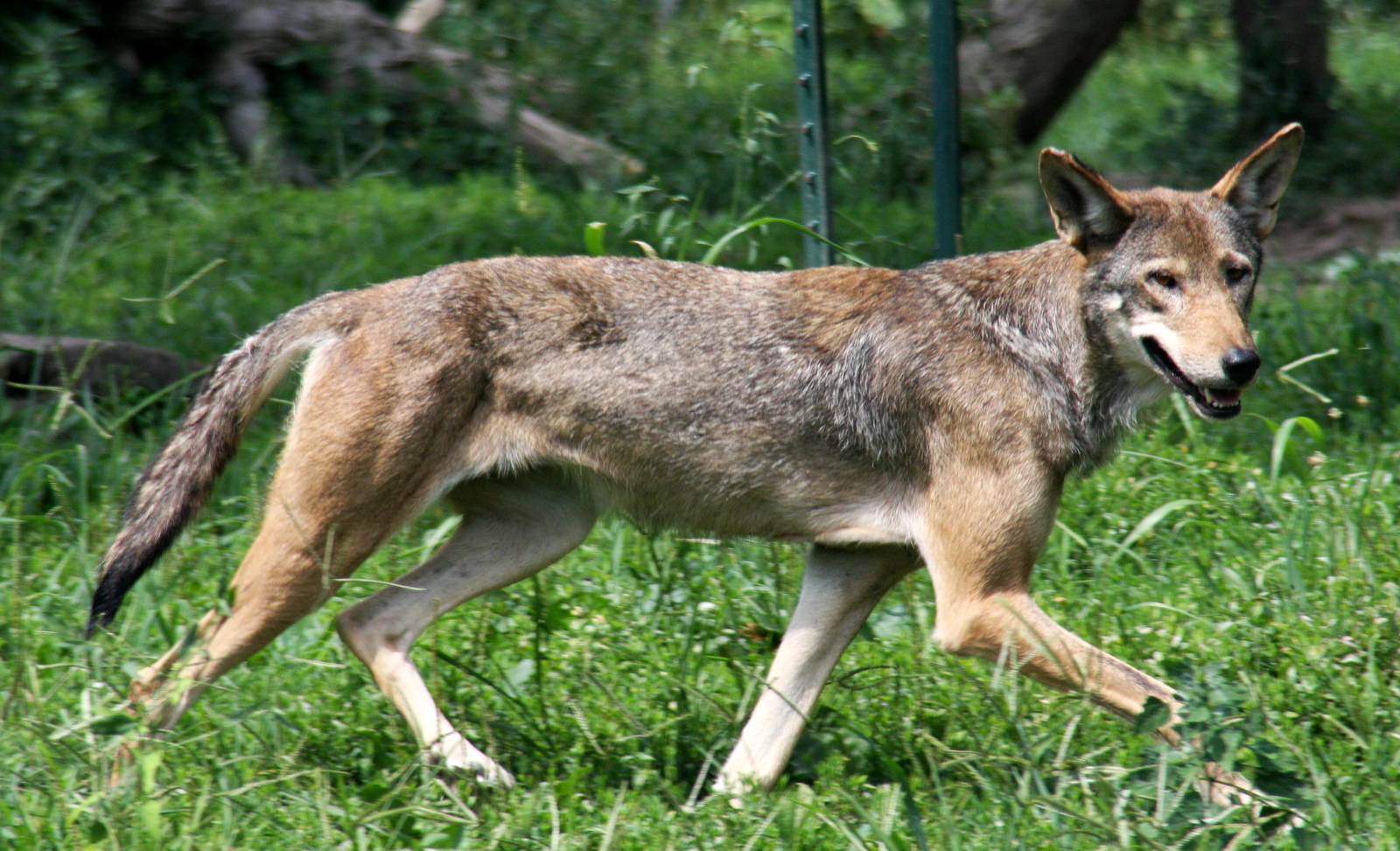 2013: Miller Park Zoo