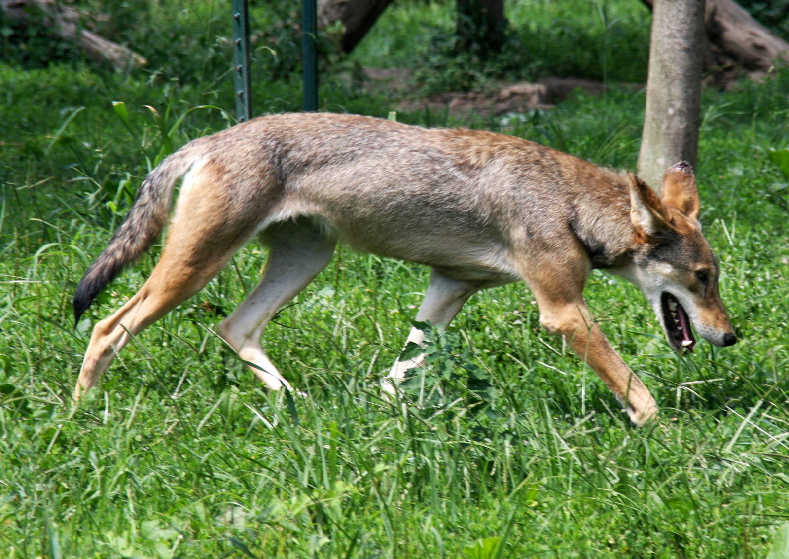 2013: Miller Park Zoo
