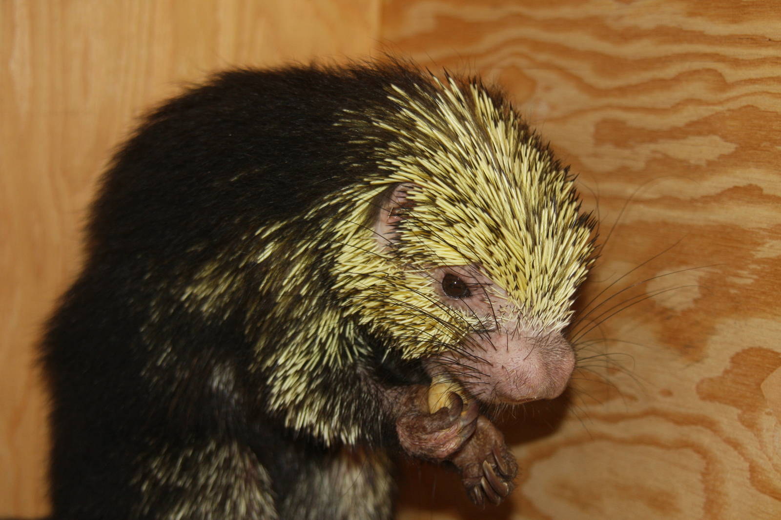 2013: Philadelphia Zoo