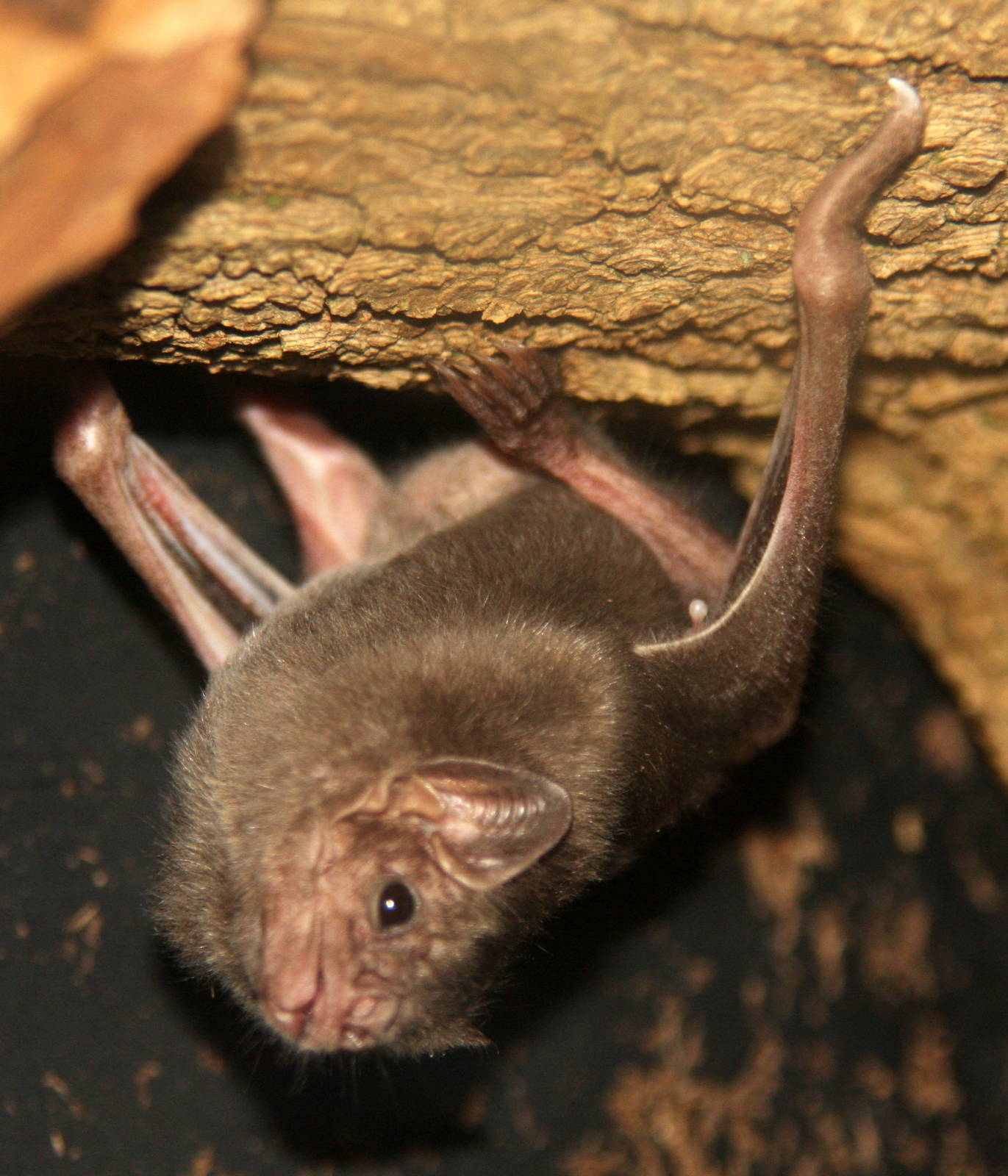 2013: Rosamond Gifford Zoo