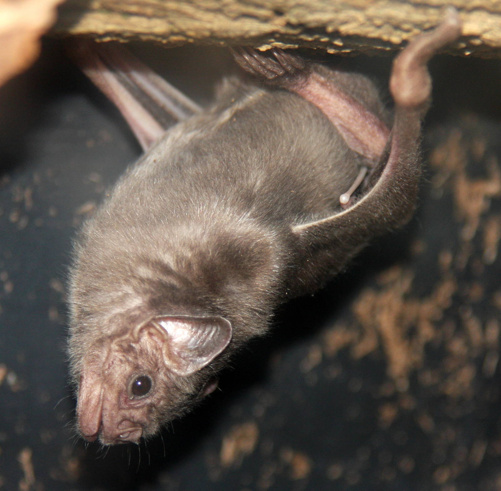 2013: Rosamond Gifford Zoo