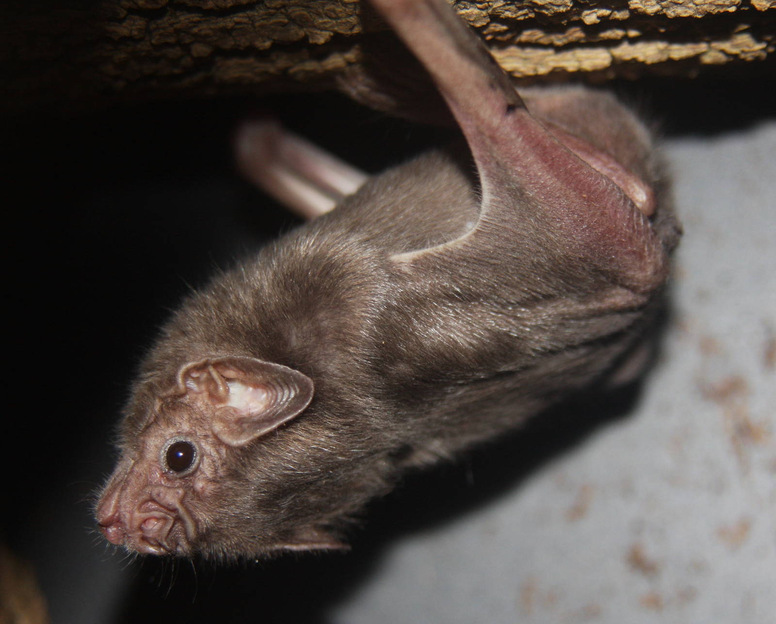 2013: Rosamond Gifford Zoo