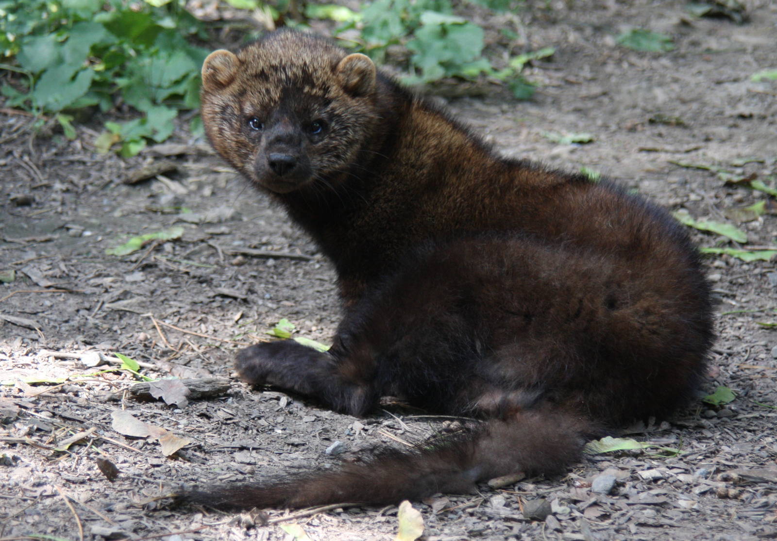 2013: Rosamond Gifford Zoo