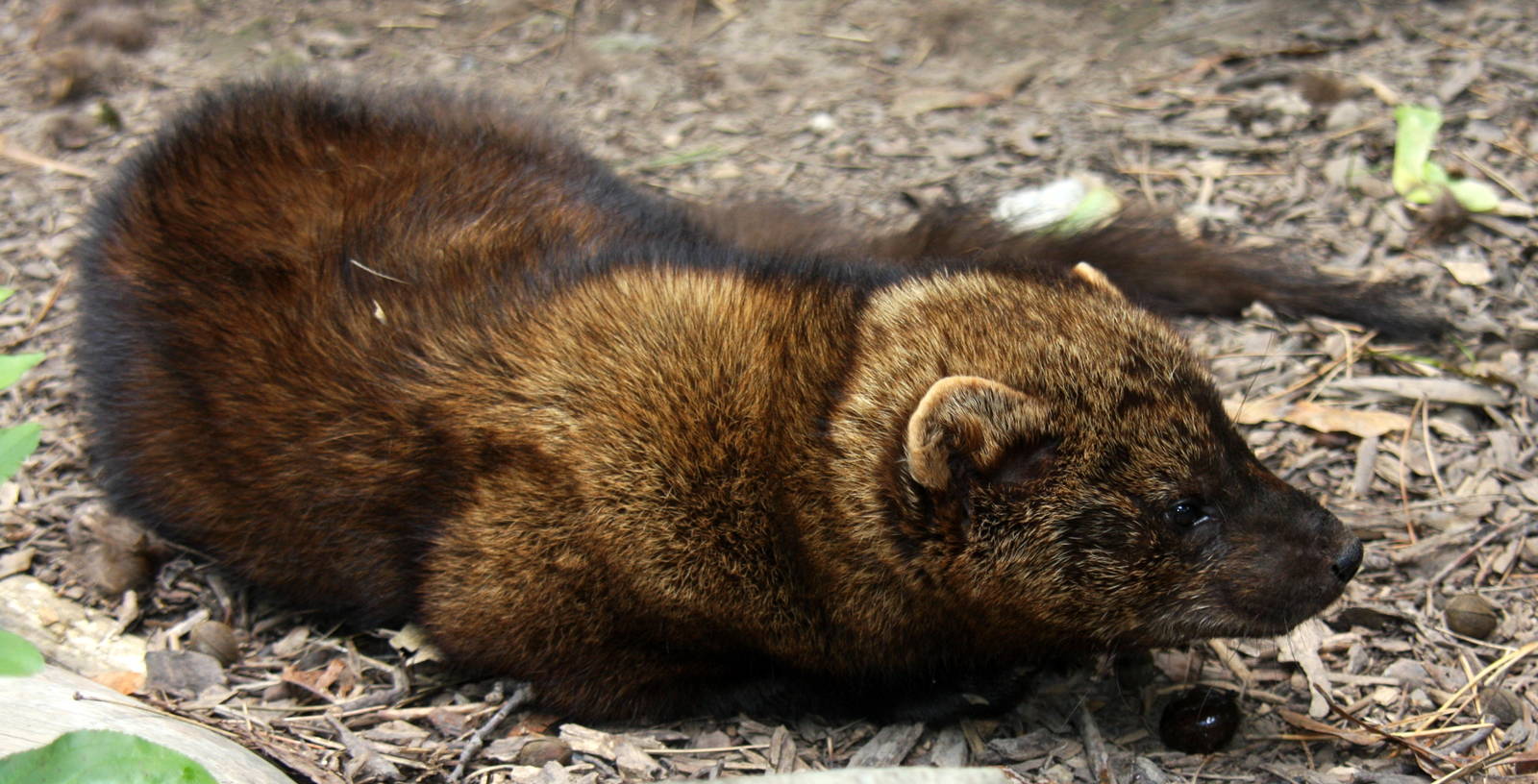 2013: Rosamond Gifford Zoo
