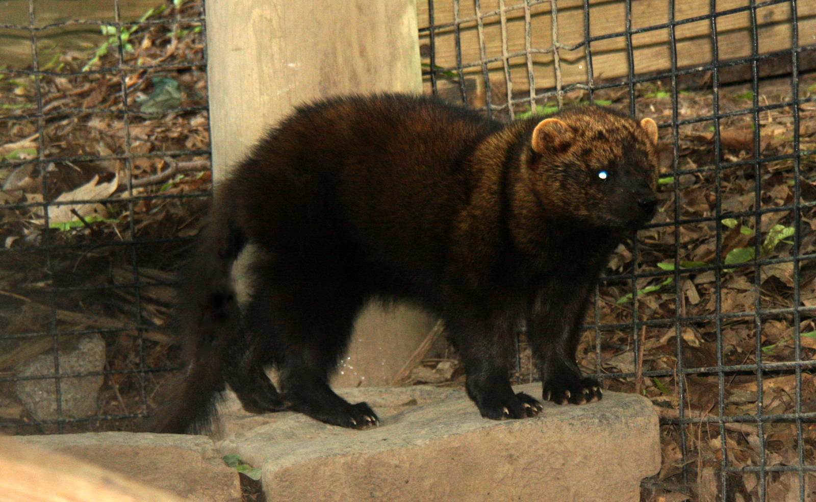 2013: Rosamond Gifford Zoo