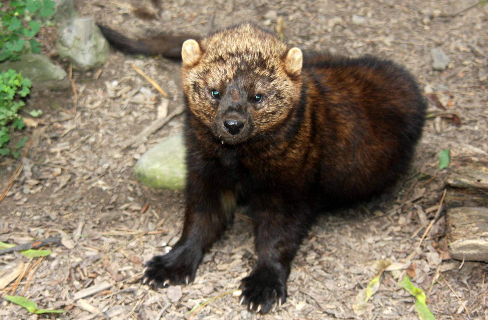 2013: Rosamond Gifford Zoo