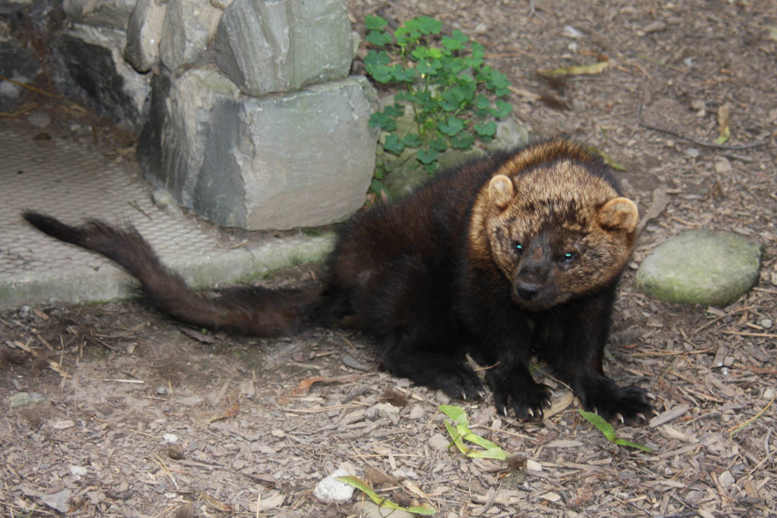 2013: Rosamond Gifford Zoo