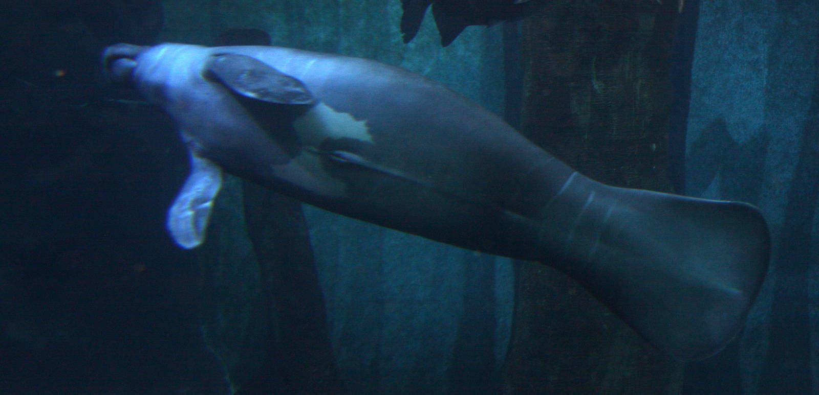 2013 Sao Paulo Aquarium