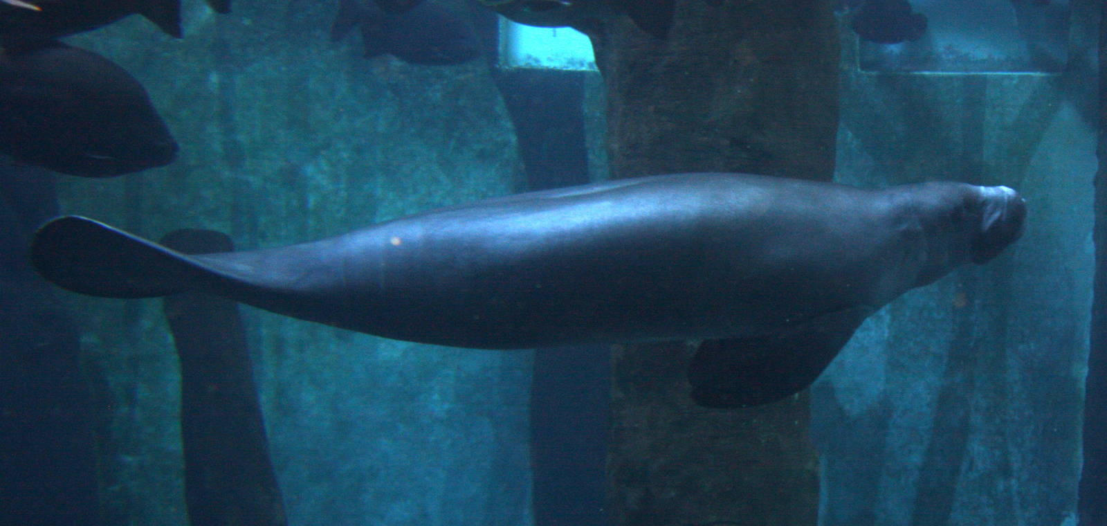 2013 Sao Paulo Aquarium
