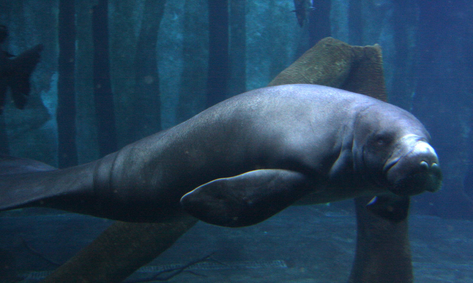 2013 Sao Paulo Aquarium