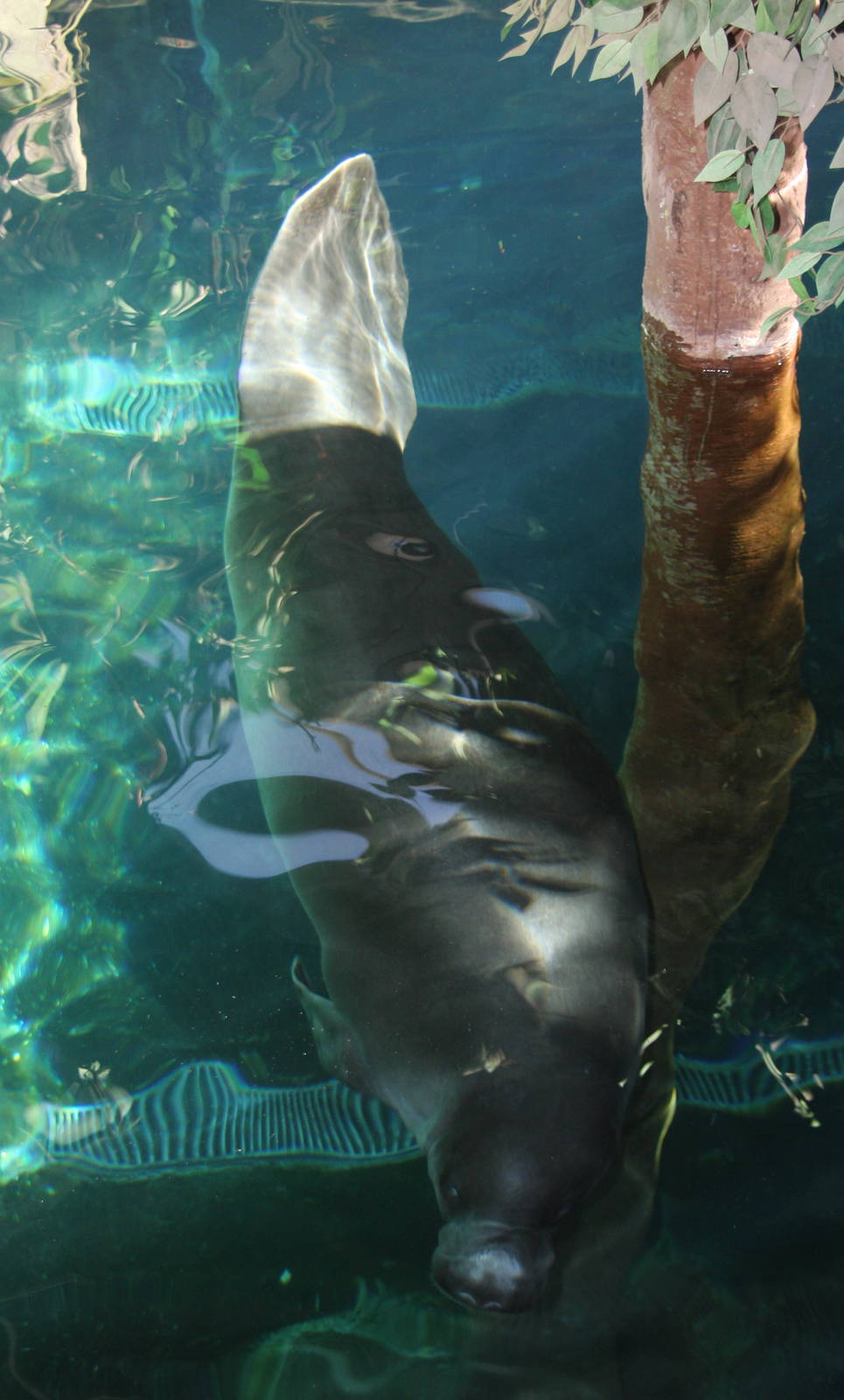 2013 Sao Paulo Aquarium