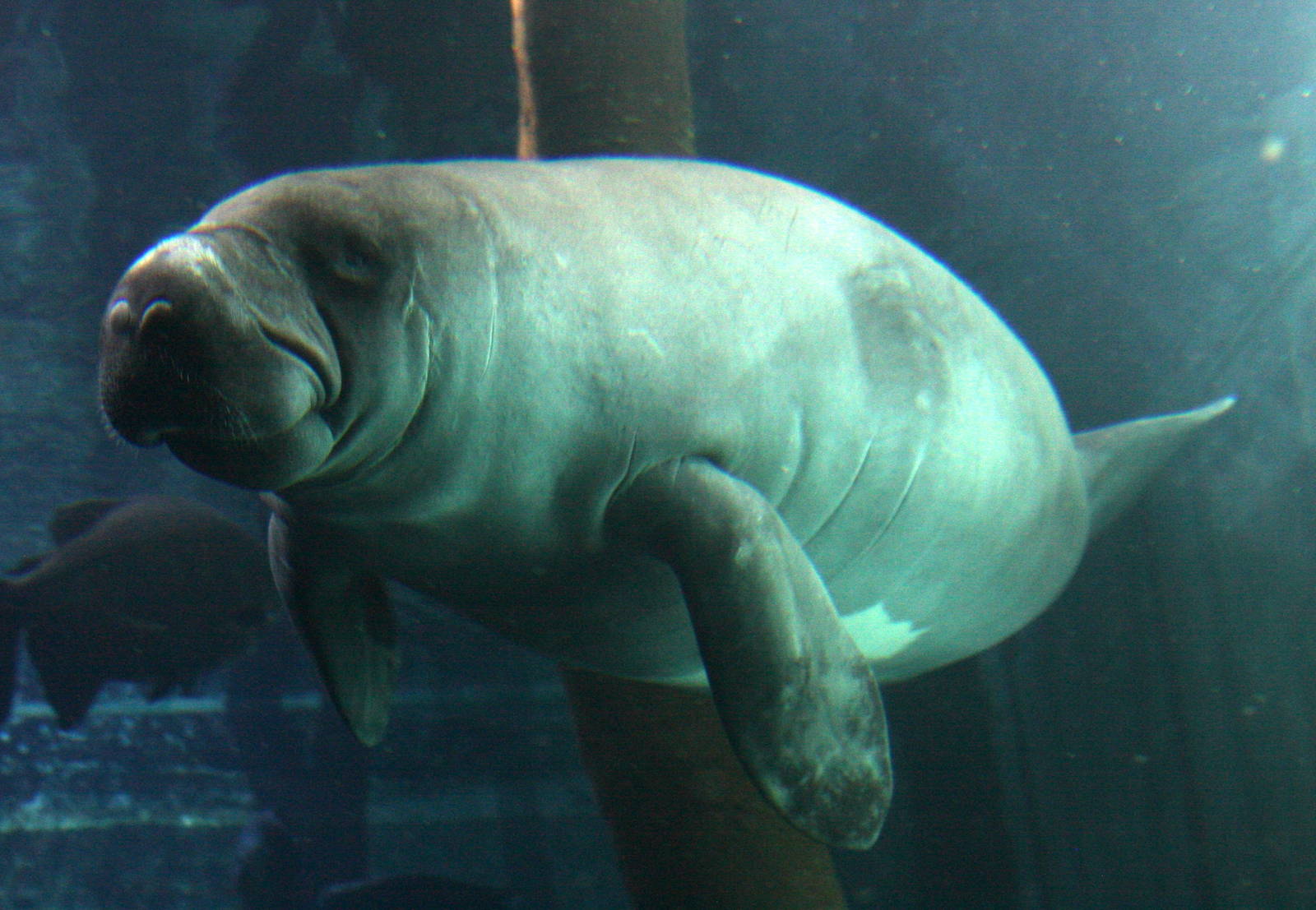 2013 Sao Paulo Aquarium