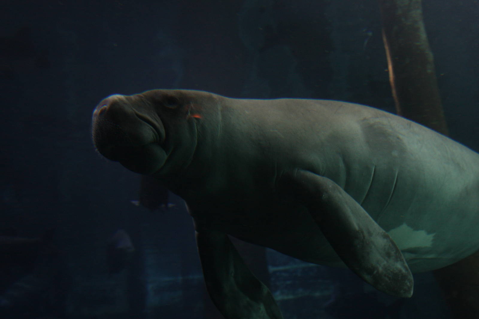 2013 Sao Paulo Aquarium