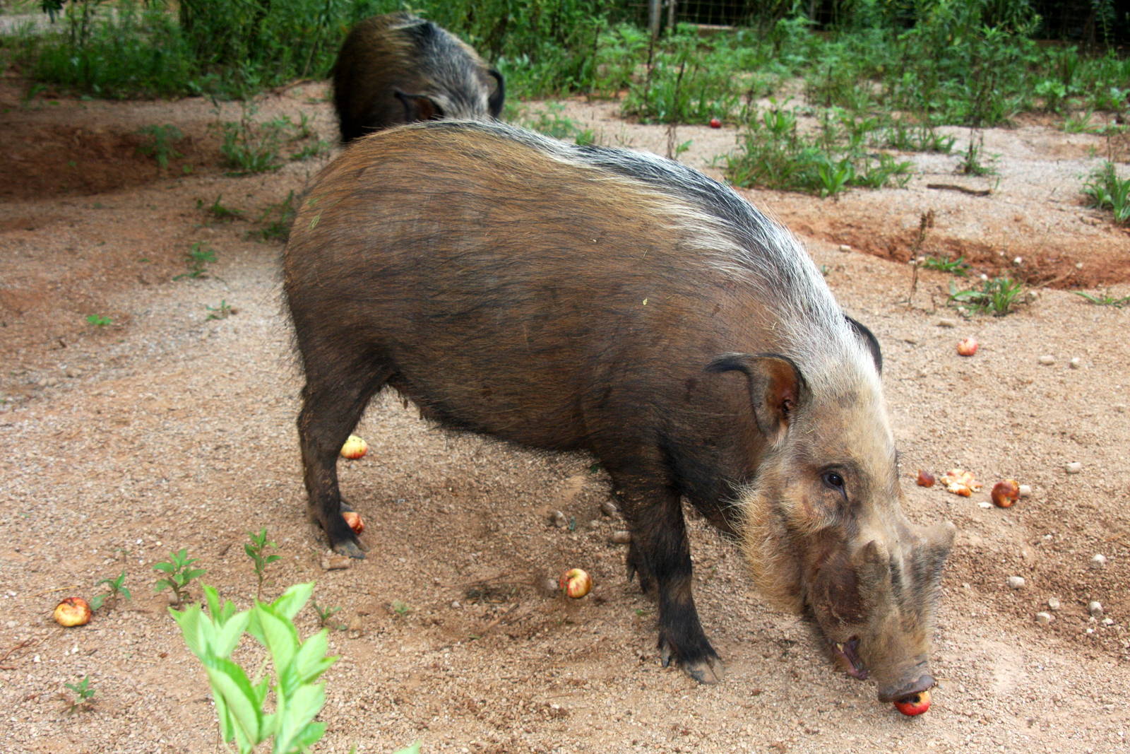 2013: Shadow Nursery