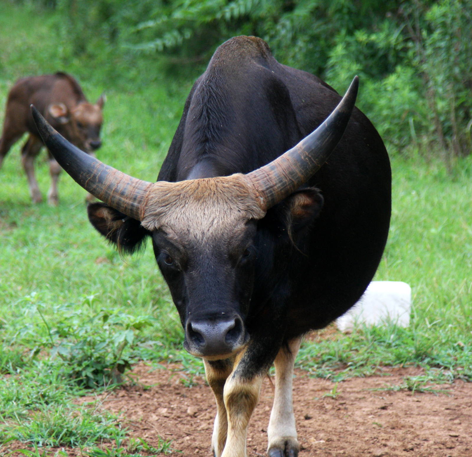 2013: Shadow Nursery