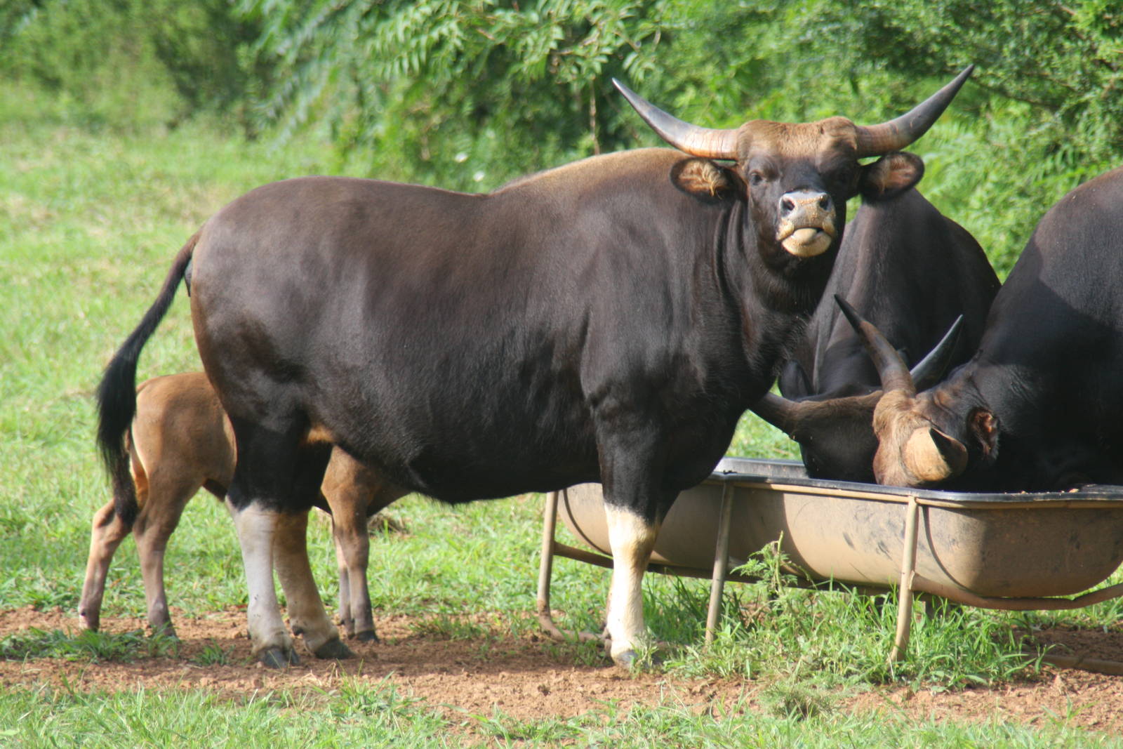 2013: Shadow Nursery