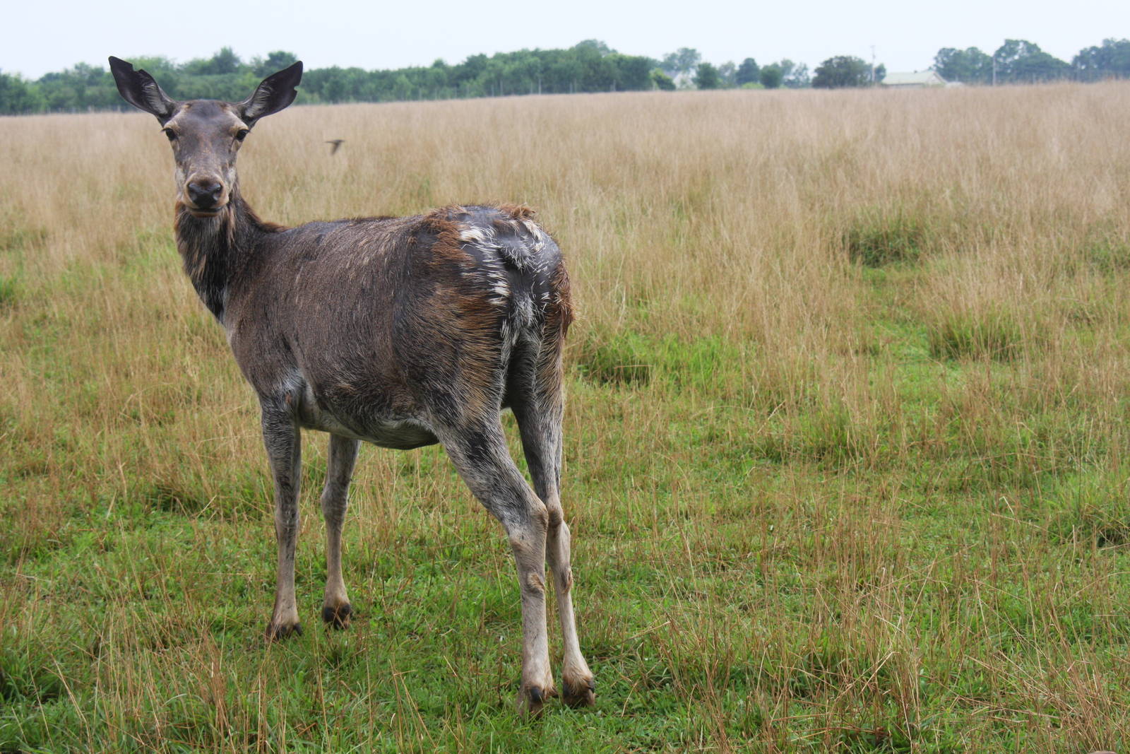 2013: Shadow Nursery