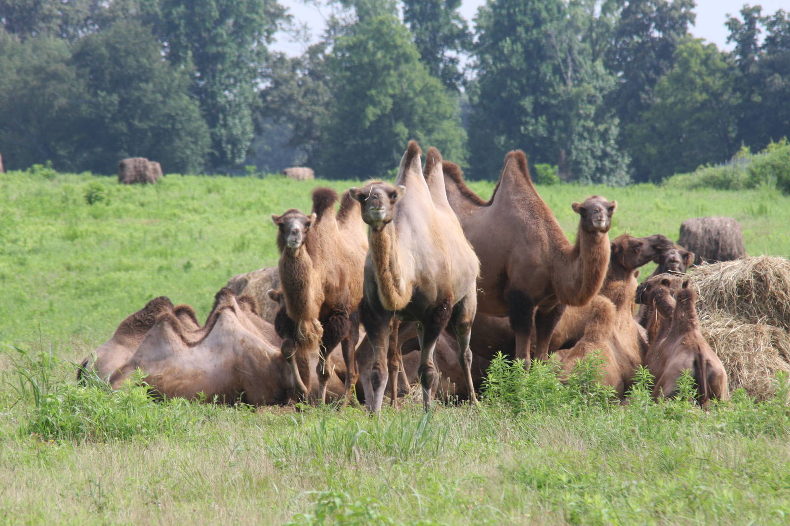 2013: Shadow Nursery