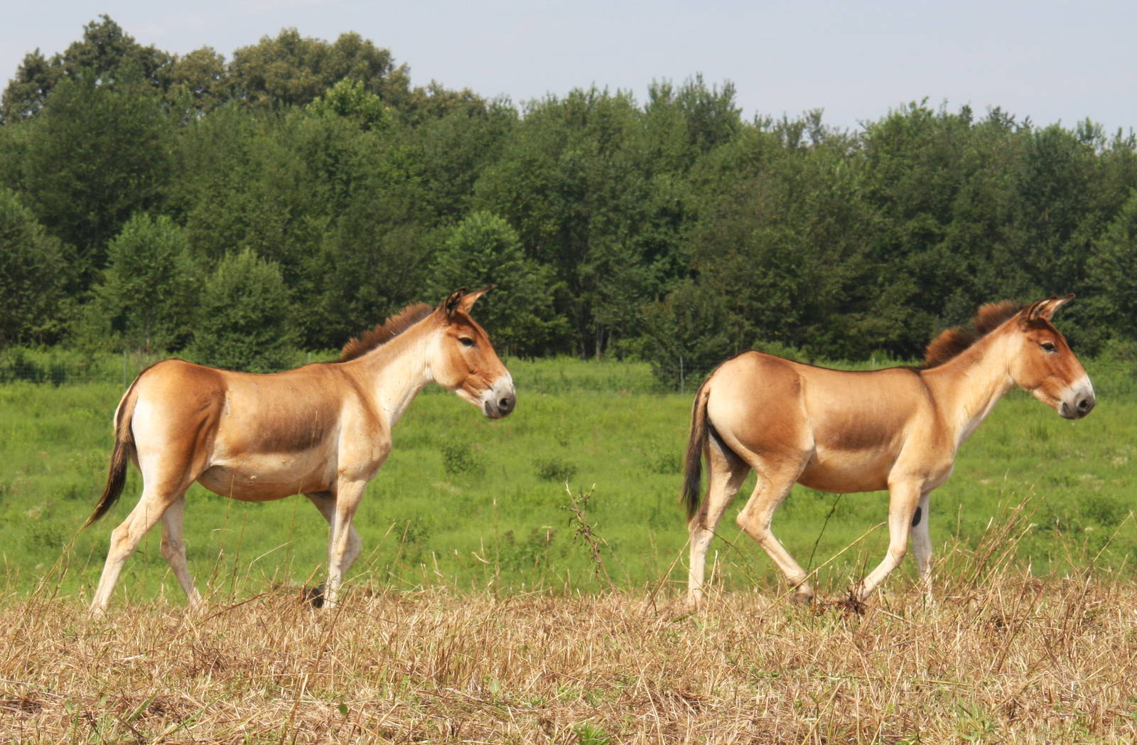 2013: Shadow Nursery
