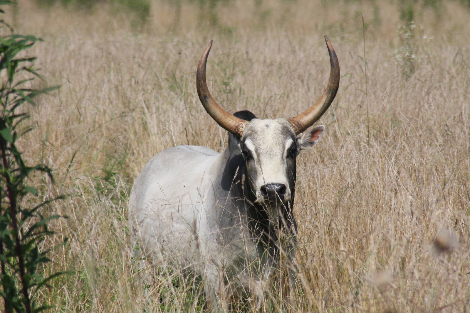 2013: Shadow Nursery