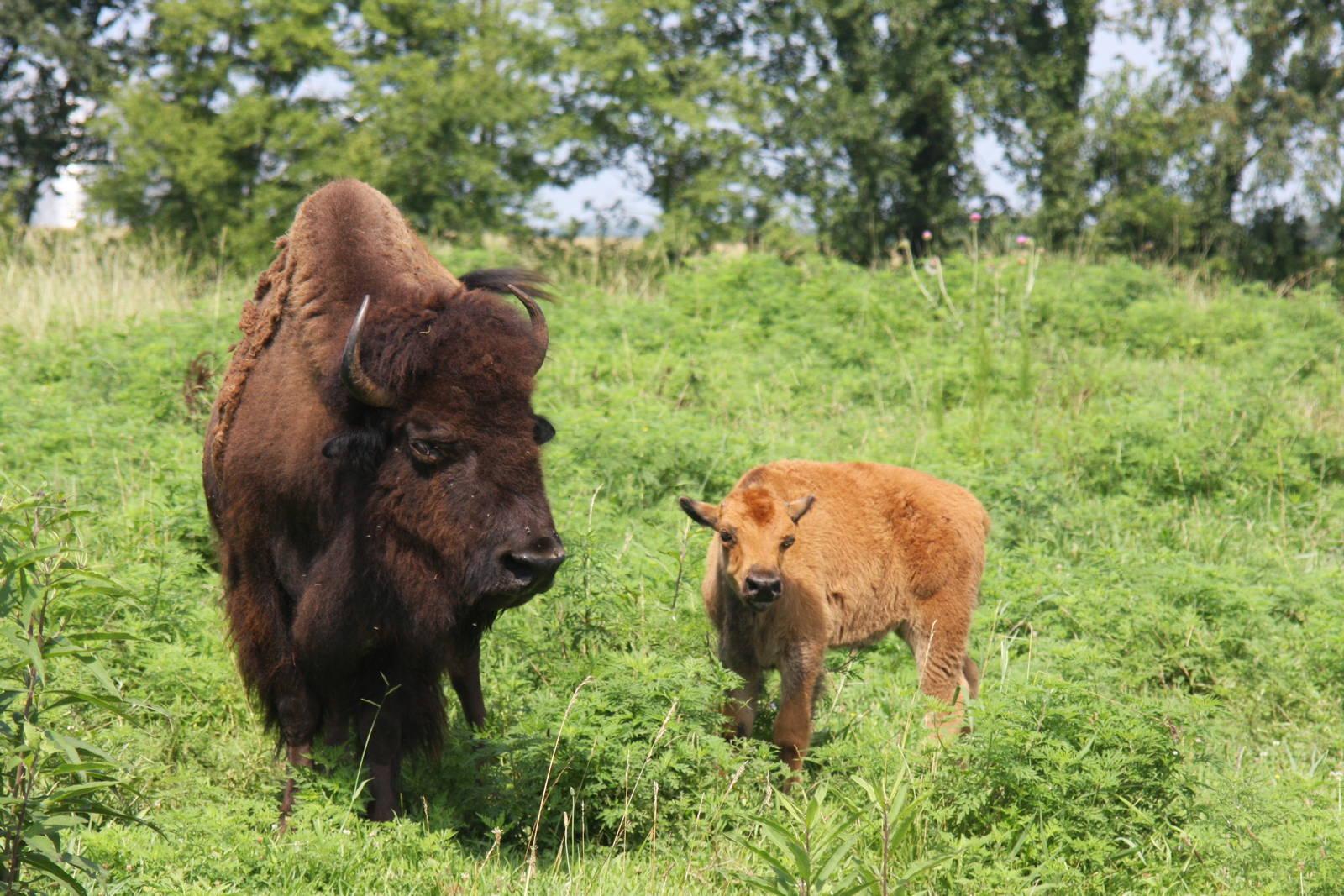 2013: Shadow Nursery