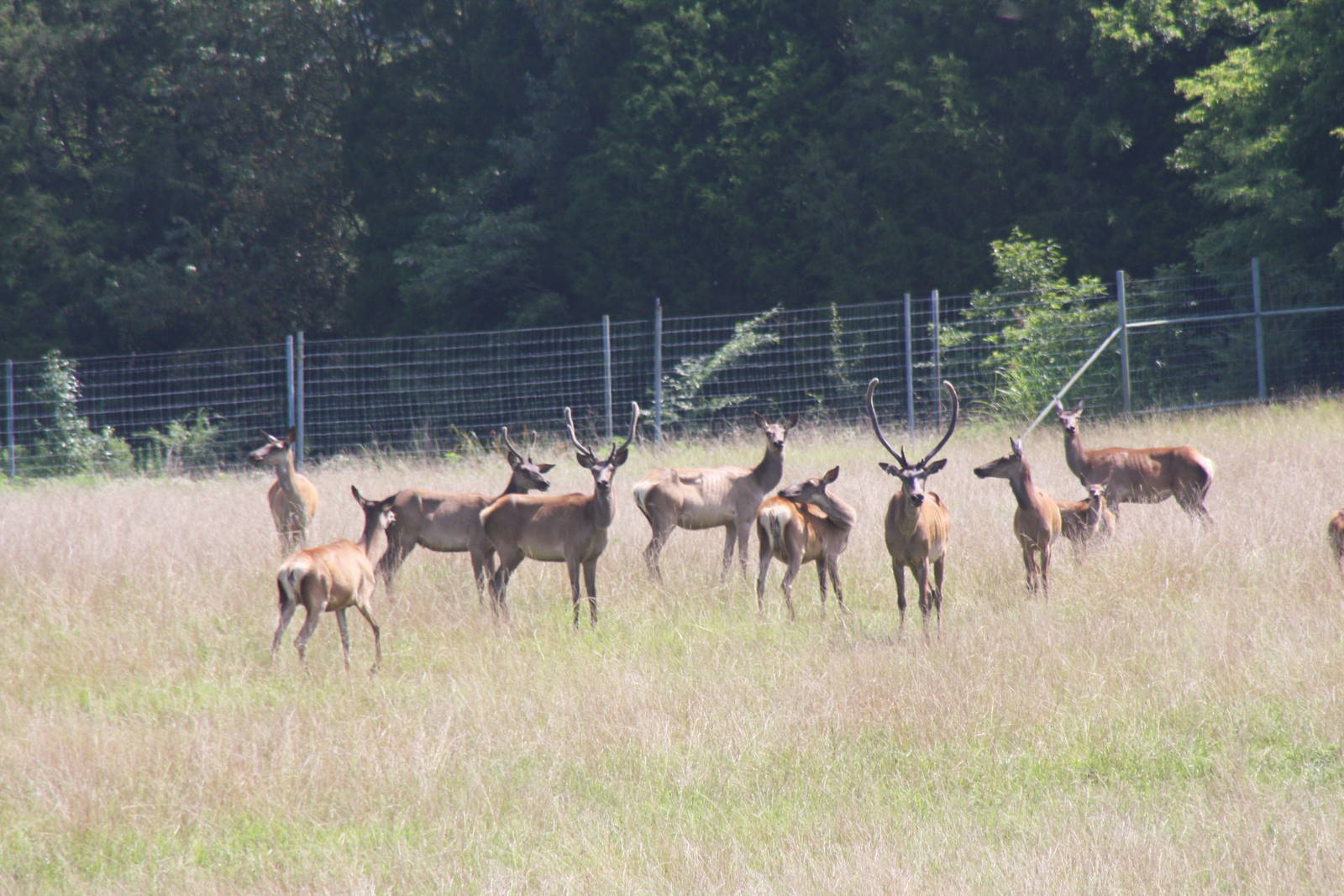 2013: Shadow Nursery