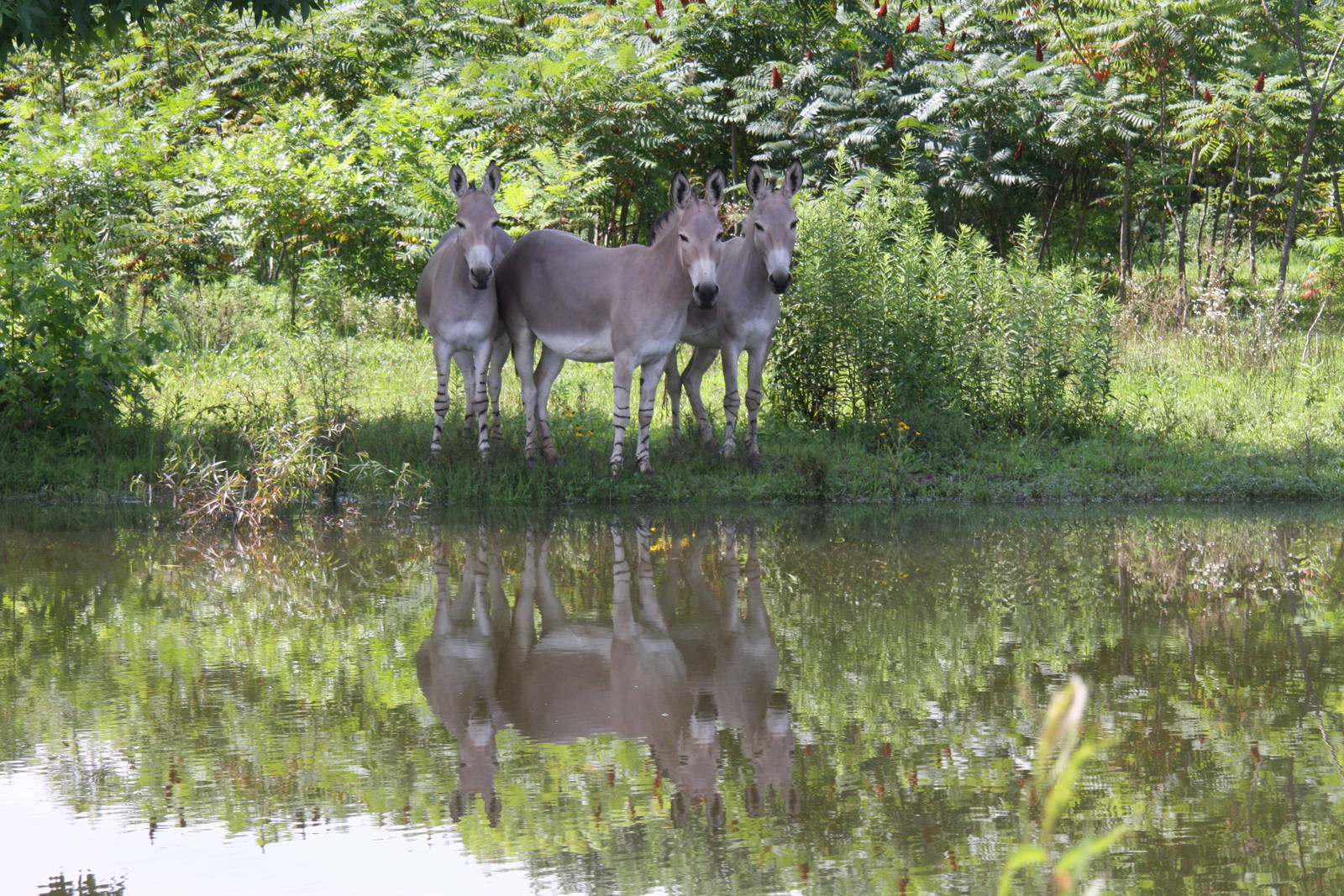 2013: Shadow Nursery