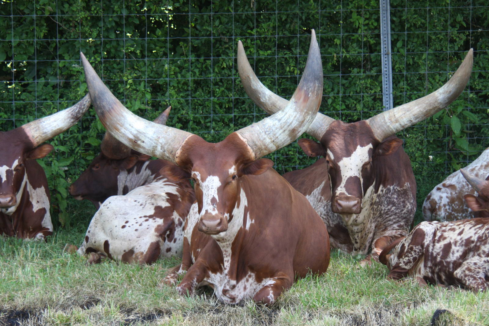 2013: Shadow Nursery