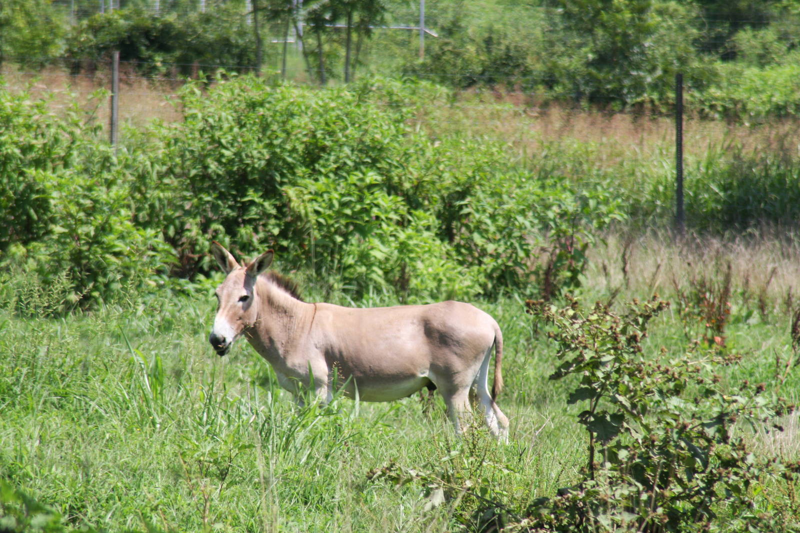 2013: Shadow Nursery