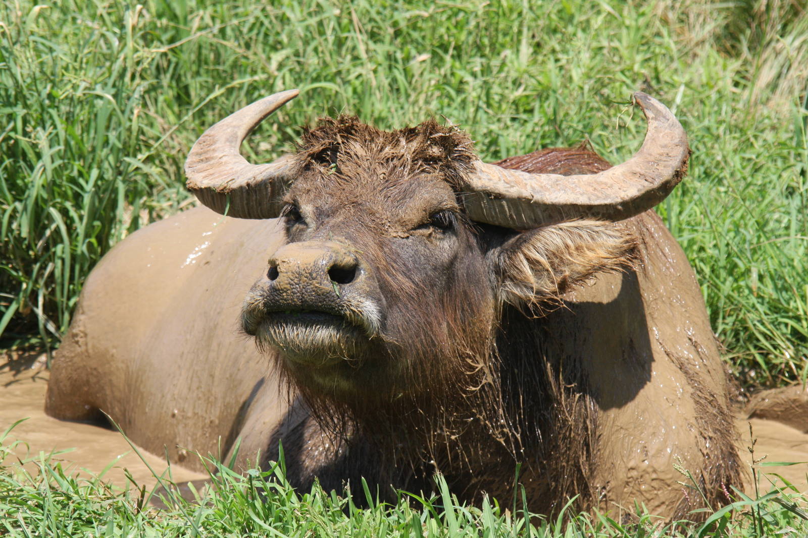 2013: Shadow Nursery