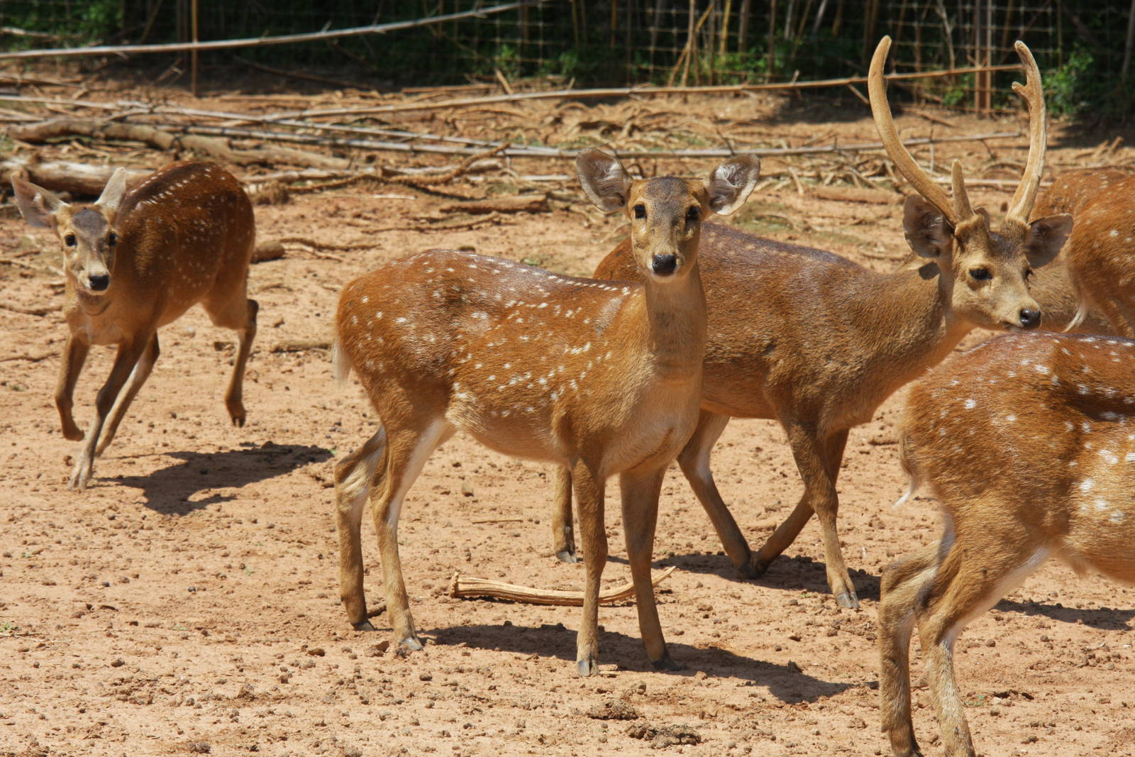 2013: Shadow Nursery