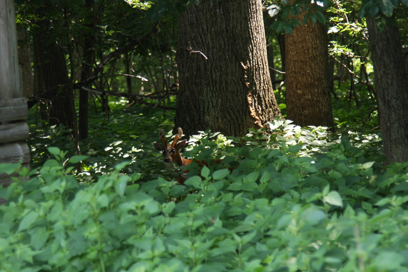 2013: Shadow Nursery