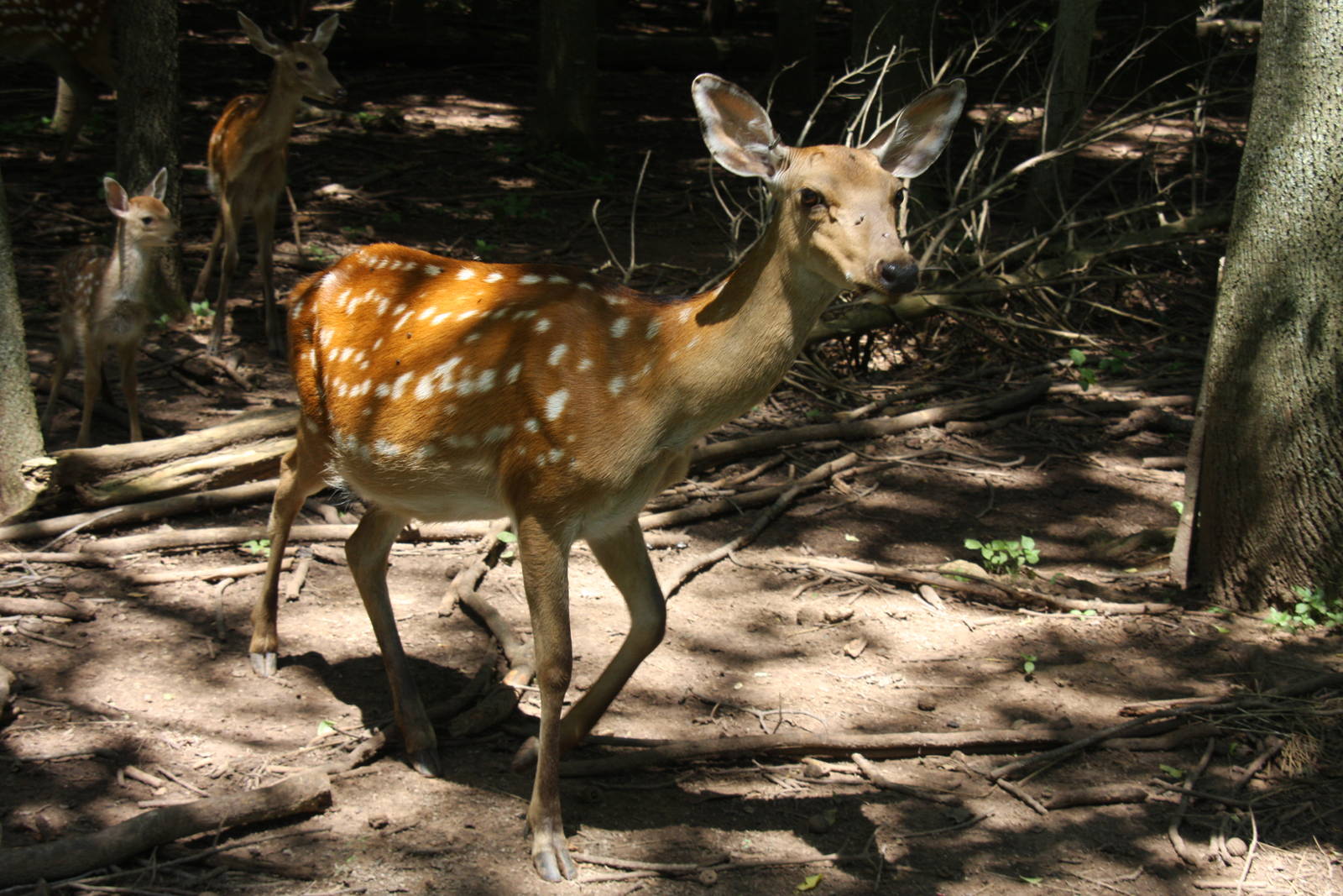 2013: Shadow Nursery