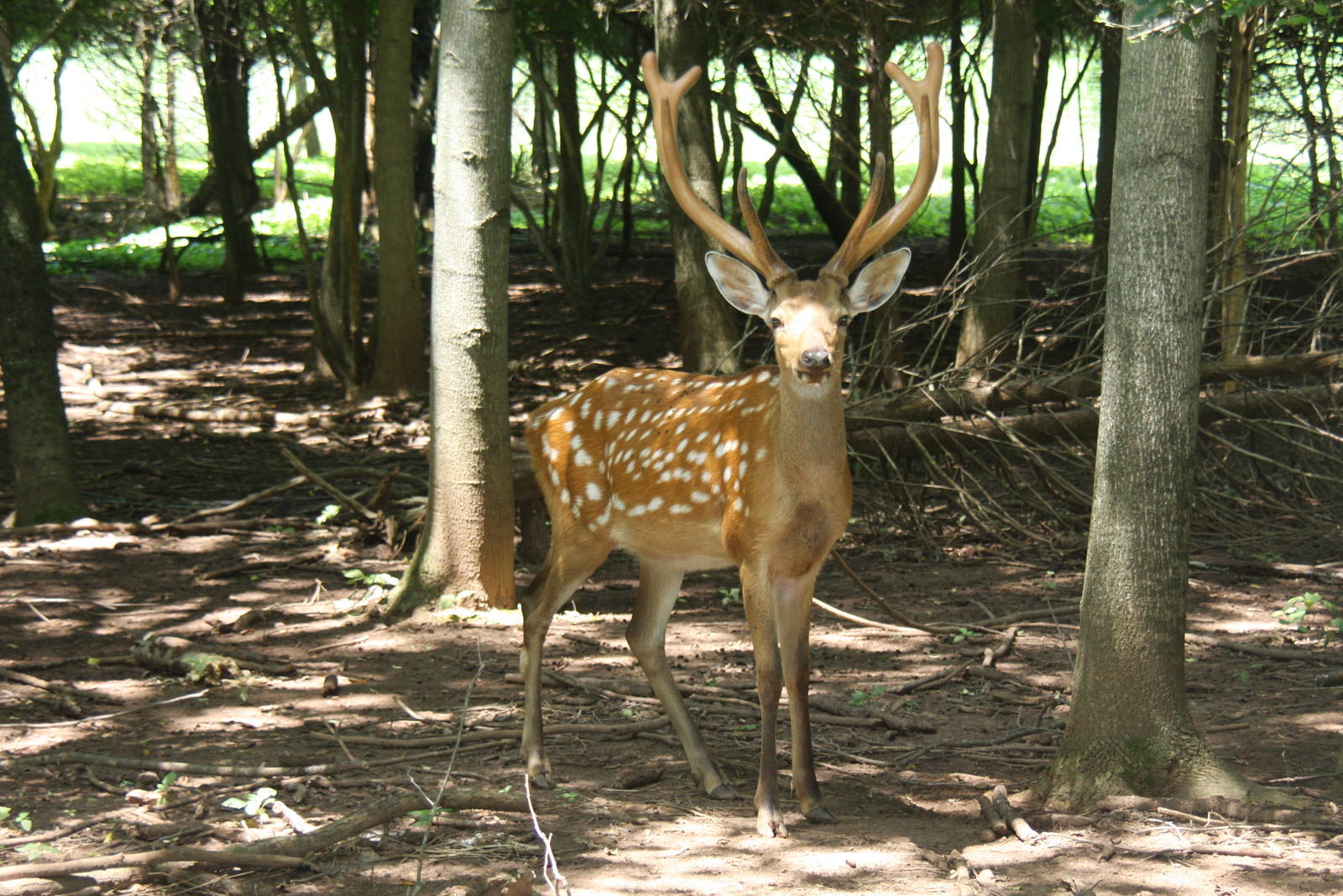 2013: Shadow Nursery