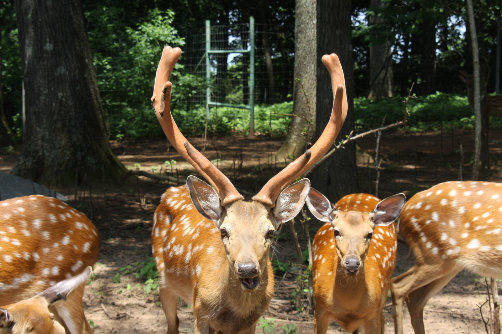 2013: Shadow Nursery