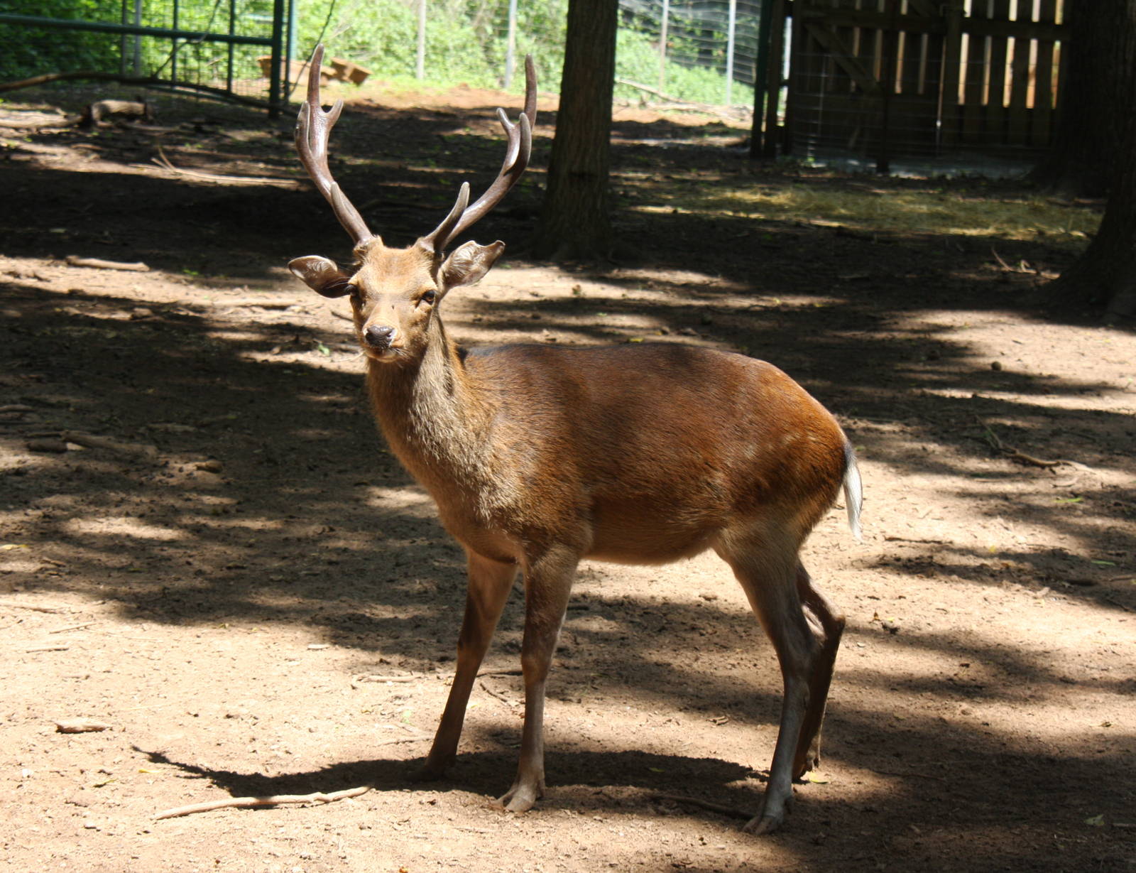 2013: Shadow Nursery