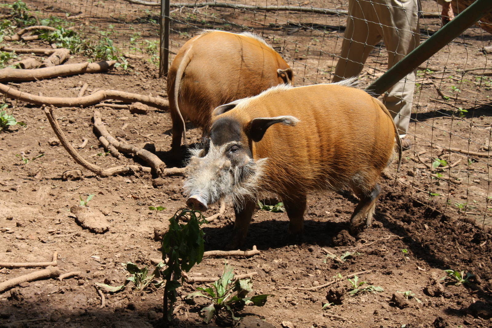 2013: Shadow Nursery