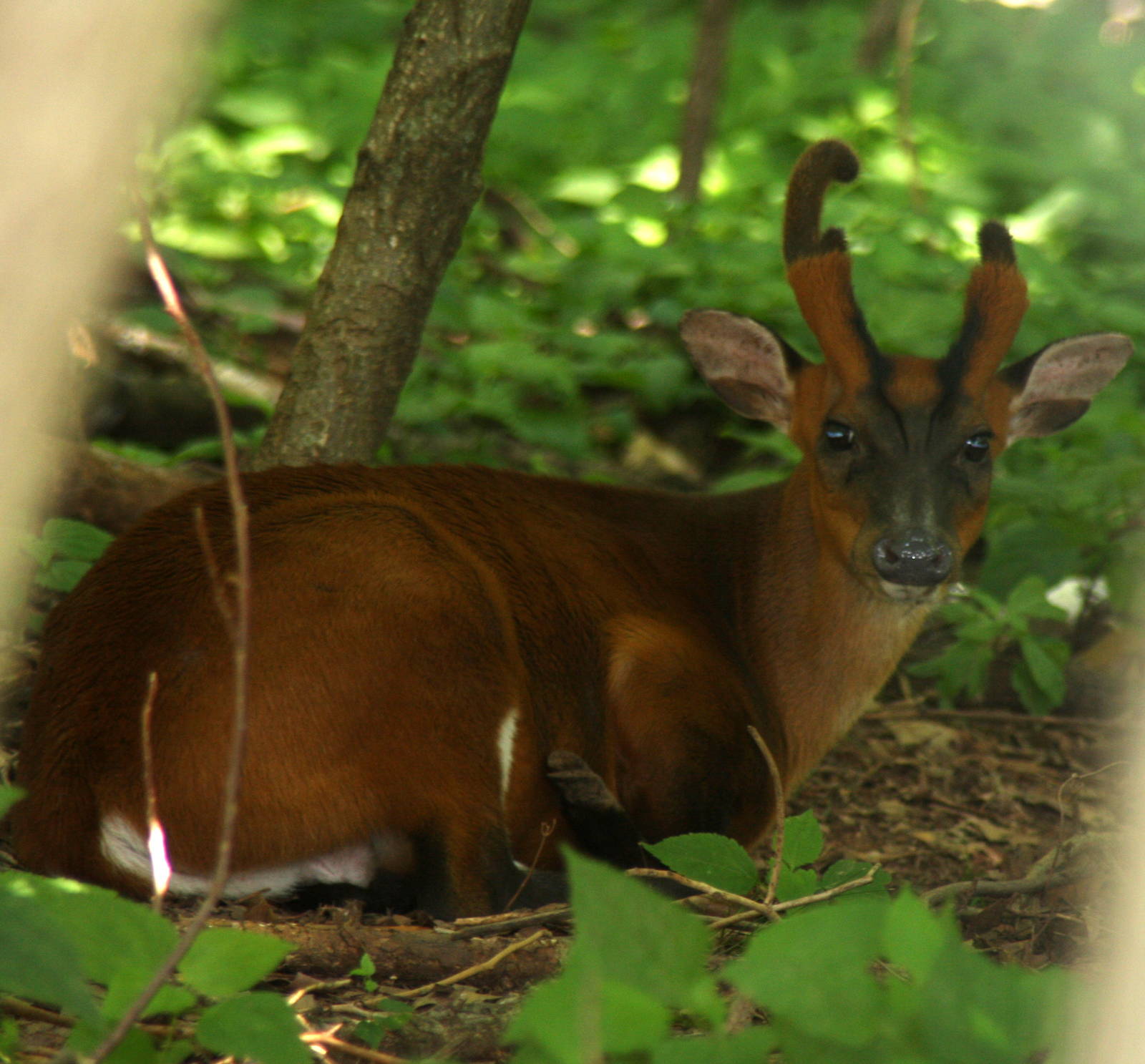 2013: Shadow Nursery