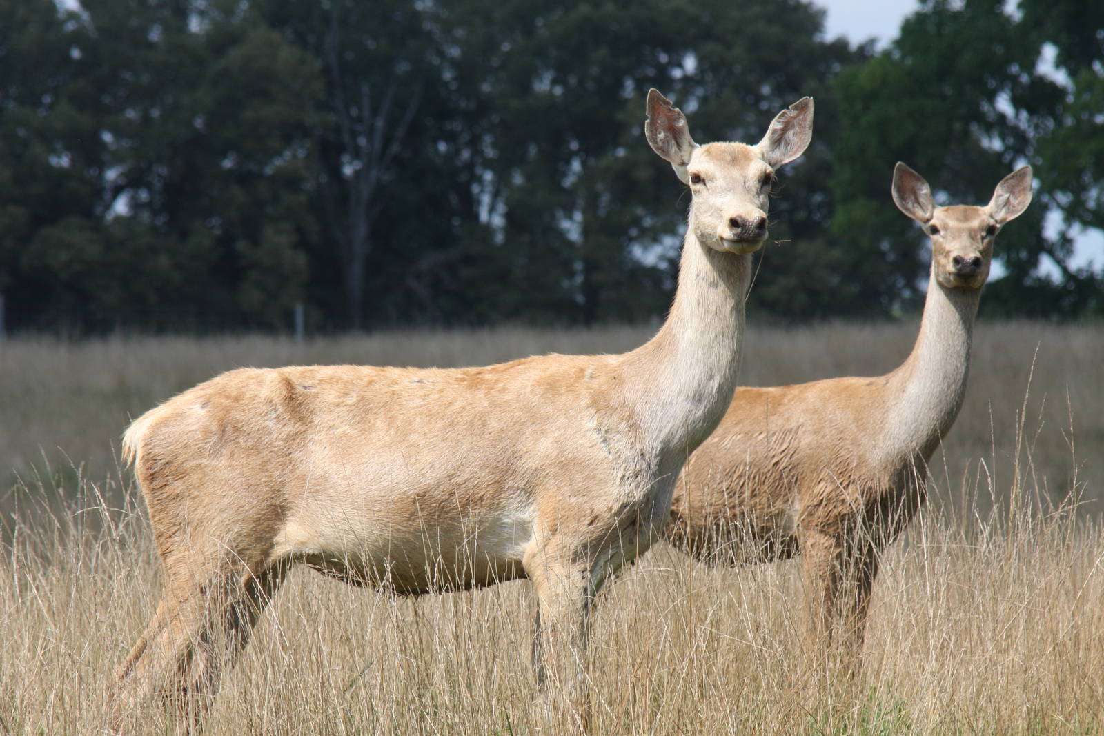 2013: Shadow Nursery