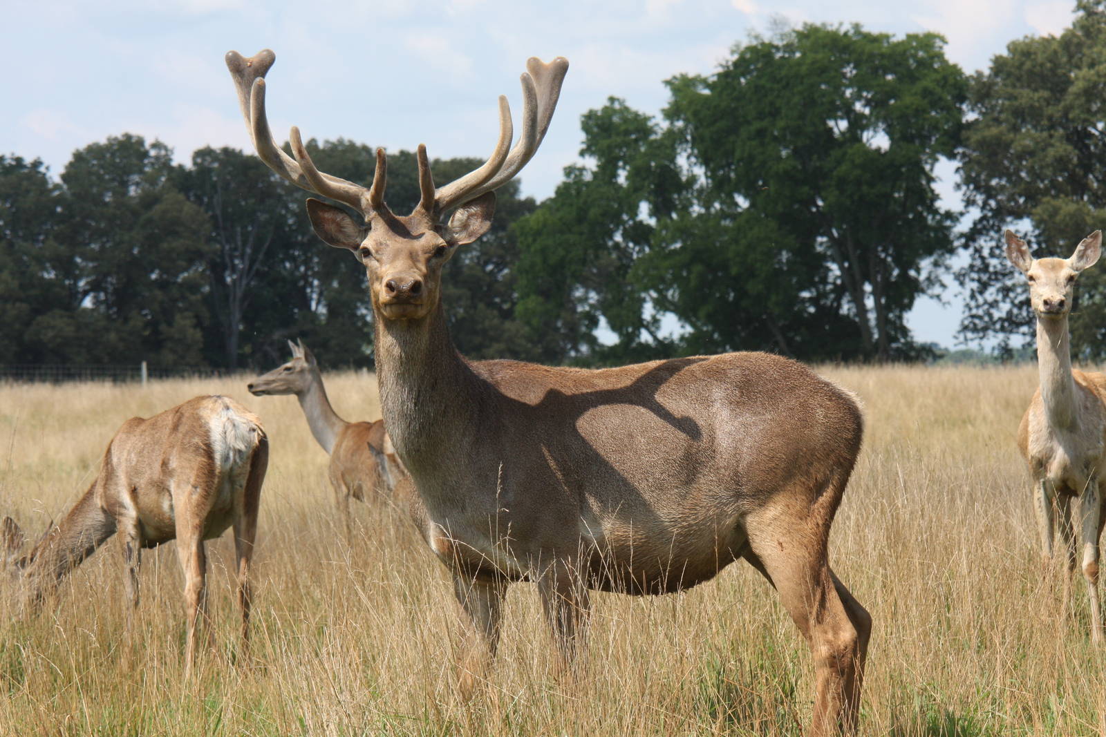 2013: Shadow Nursery