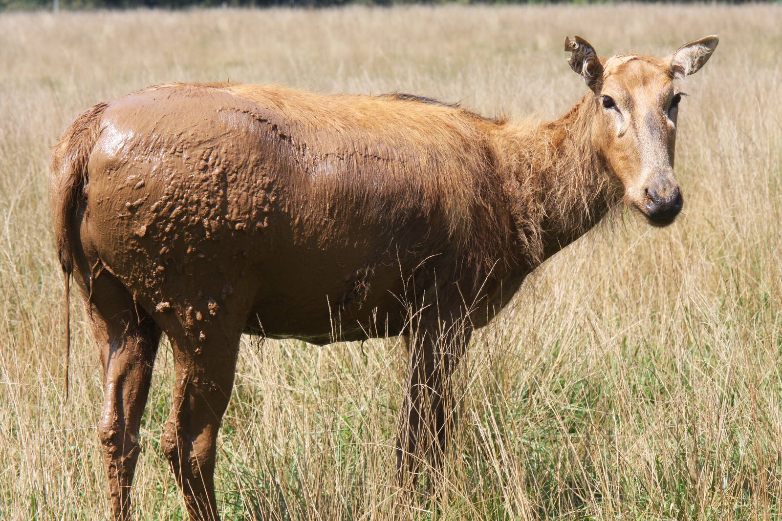 2013: Shadow Nursery