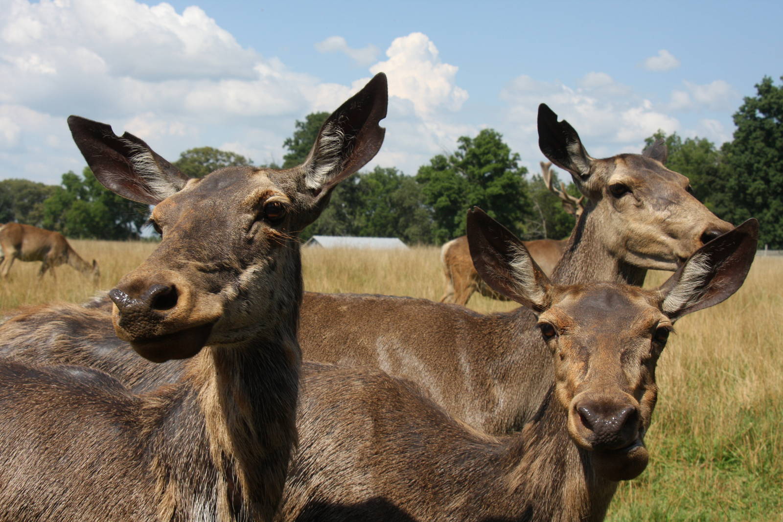 2013: Shadow Nursery