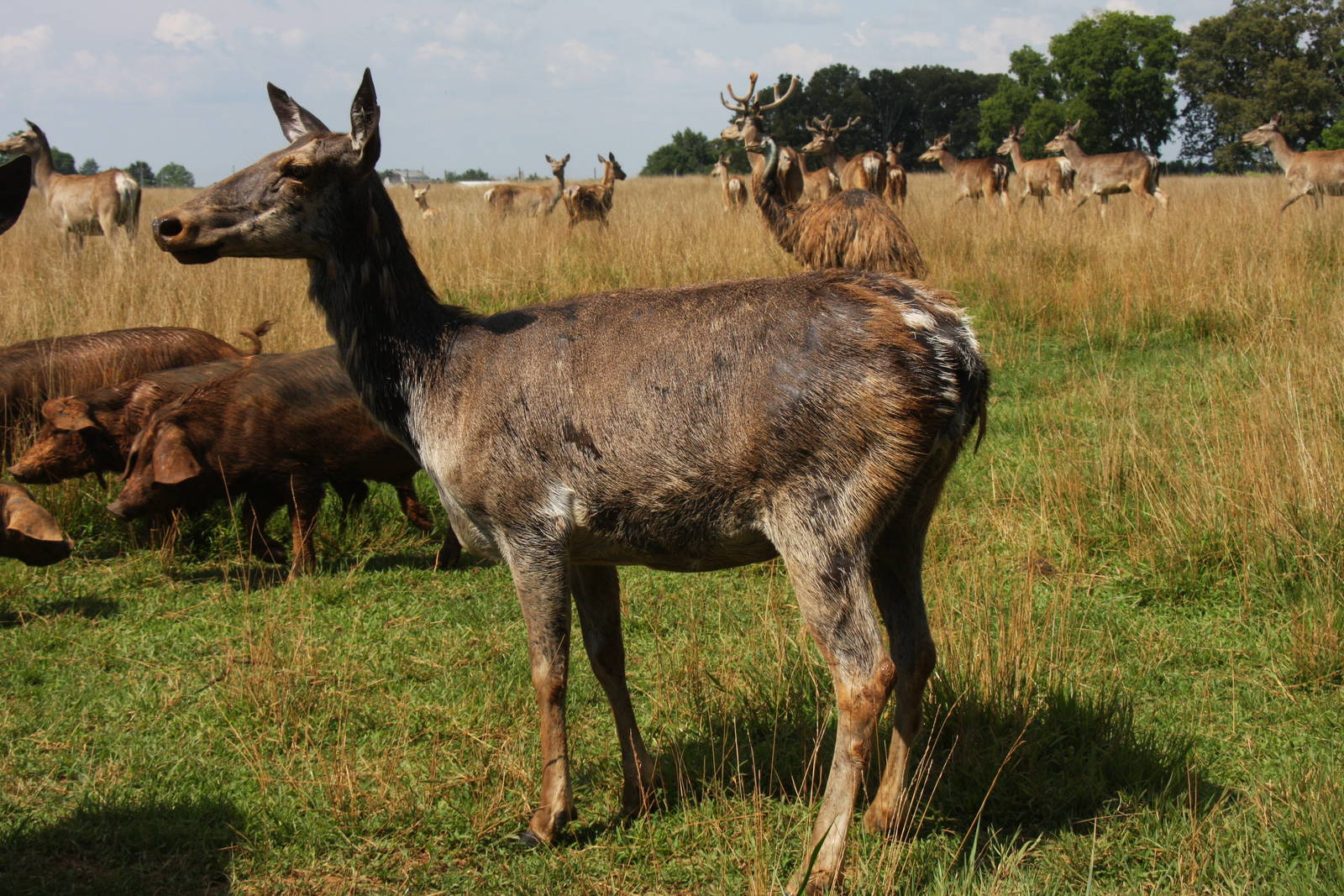 2013: Shadow Nursery