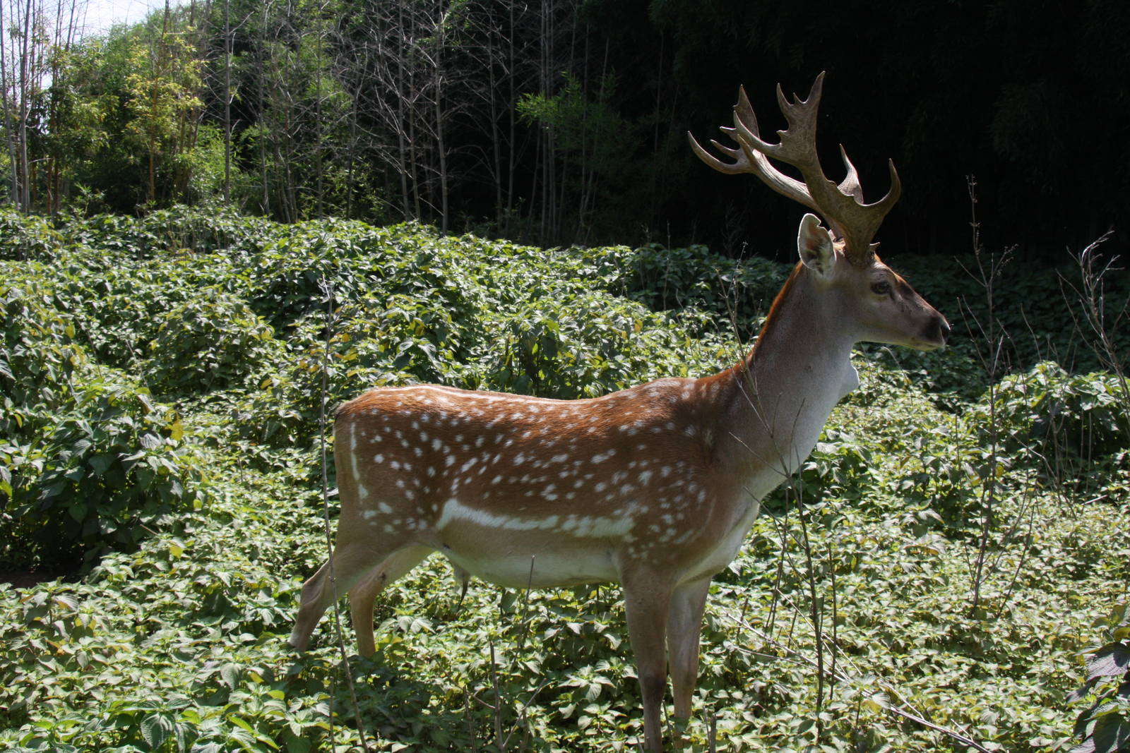 2013: Shadow Nursery