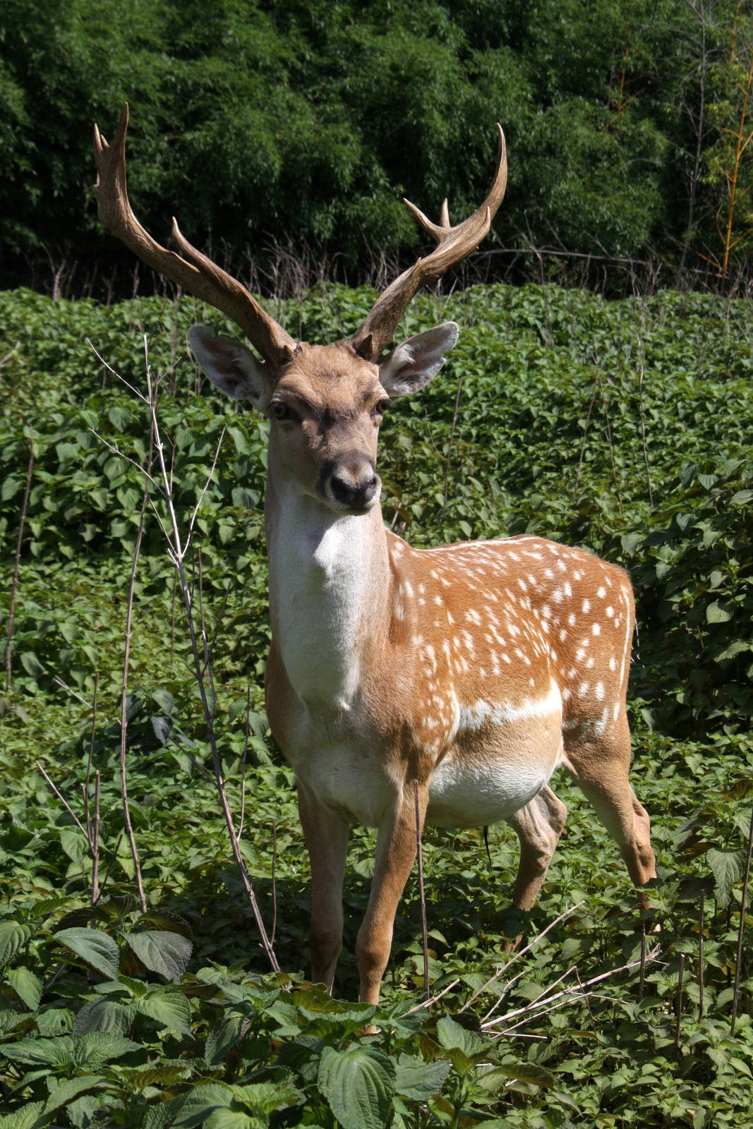 2013: Shadow Nursery